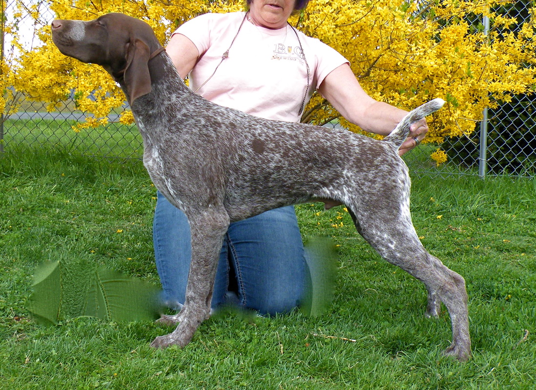 silver german shorthaired pointer